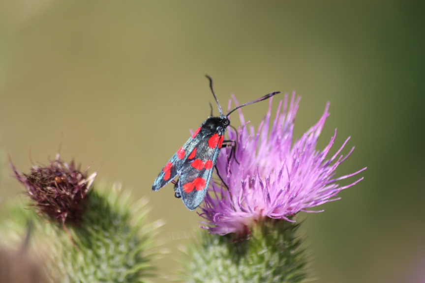 ciclabile Arluno-Boffalora